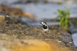 <p>KONIPAS BÍLÝ (Motacilla alba) /White wagtail - Bachstelze/</p>